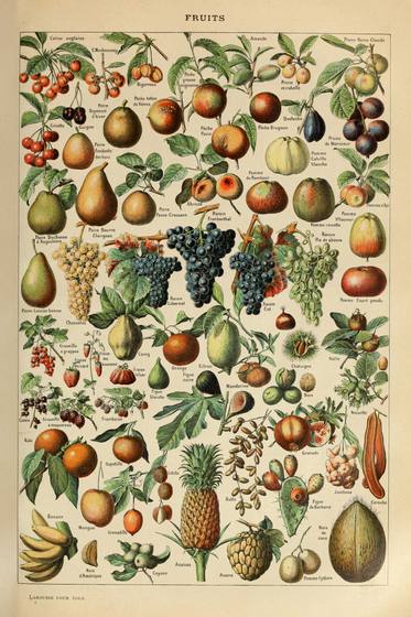Fruits Pour Tous 50