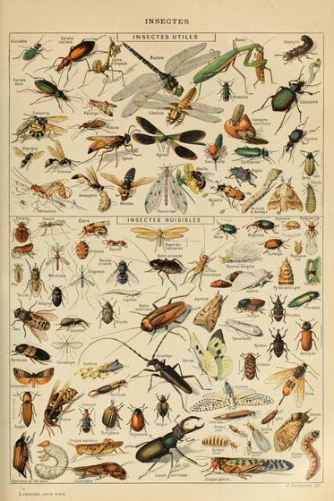 Insectes 3