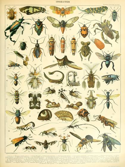 Insectes