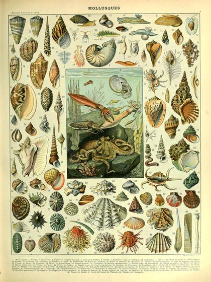Mollusques Sea Life Poster