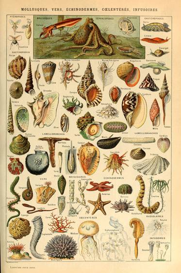 Mollusques Vers Echinodermes Coelenteres Infusoires