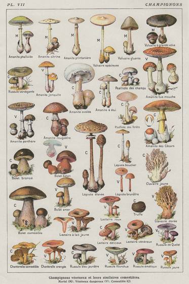Mushroom Chart