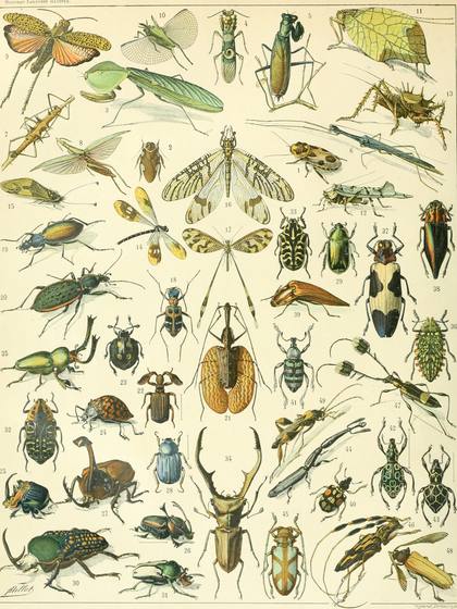 Nouveau Larousse Illustre Insects