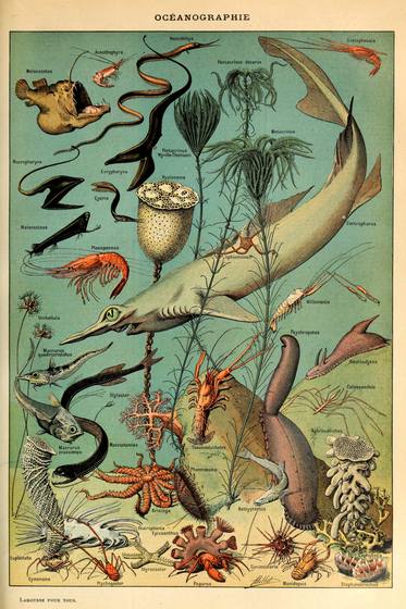 Oceanographie Pour Tous