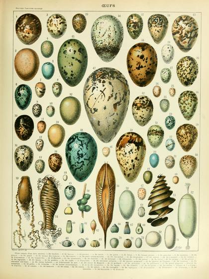 Oeufs