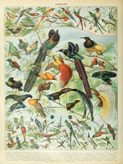 Oiseaux