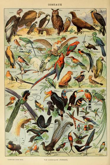 Oiseaux Pour Tous a