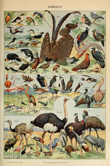 Oiseaux Pour Tous