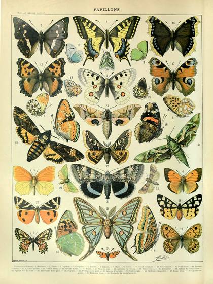 Papillons a