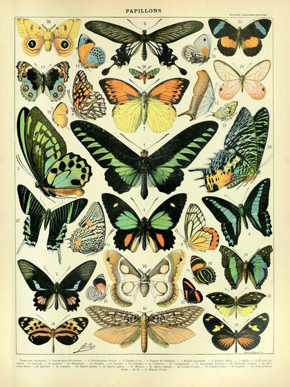 Papillons