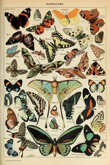 Papillons Pour Tous