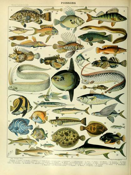Poissons a