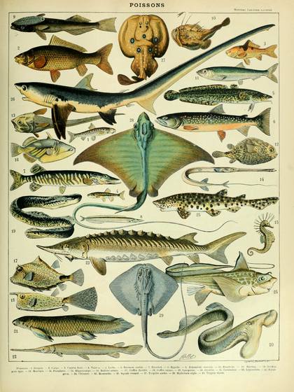 Poissons