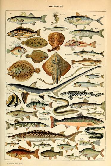 Poissons Pour Tous