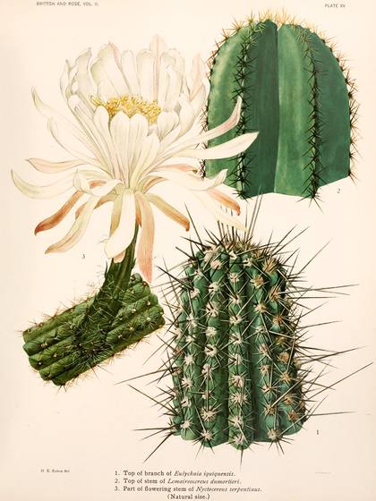 Vintage Cacti Botanical Print No. 18