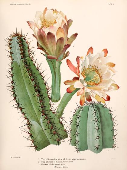 Vintage Cactus Print No. 25