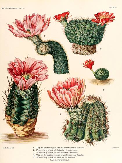 Antique Cactus Illustration No. 26