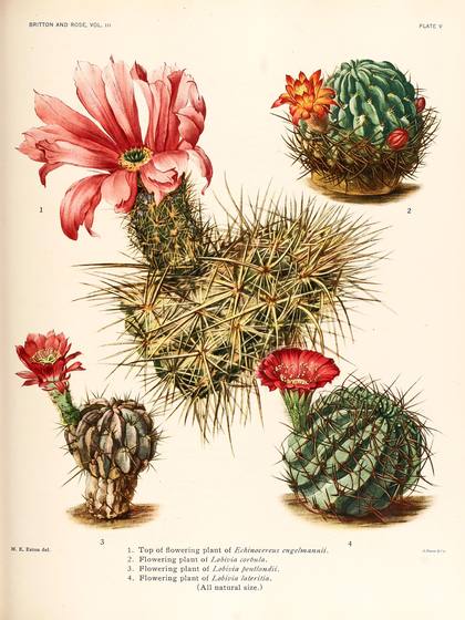 Vintage Cacti Botanical Print No. 27