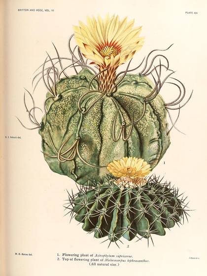 Antique Cactus Illustration No. 29