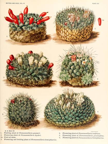 Vintage Cactus Print No. 31