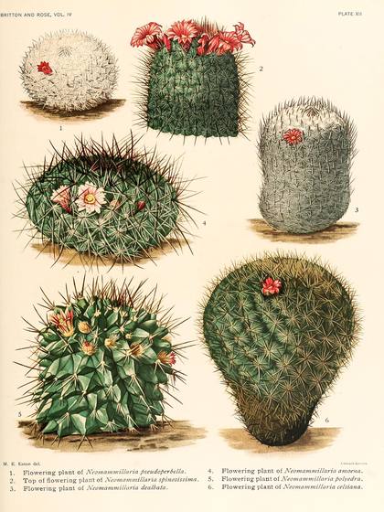 Vintage Cactus Print No. 34