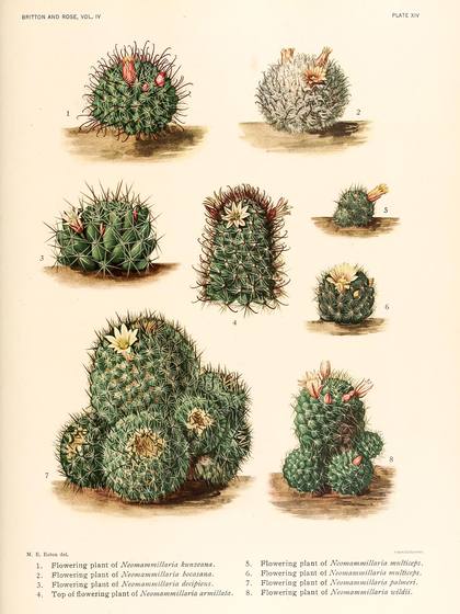 Antique Cactus Illustration No. 35