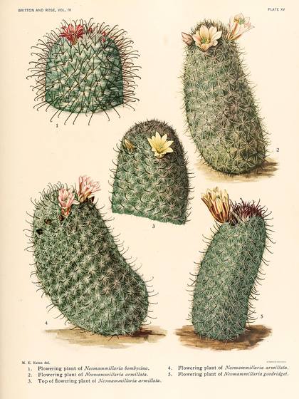 Vintage Cacti Botanical Print No. 36