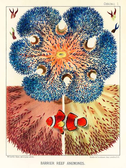 Anemones