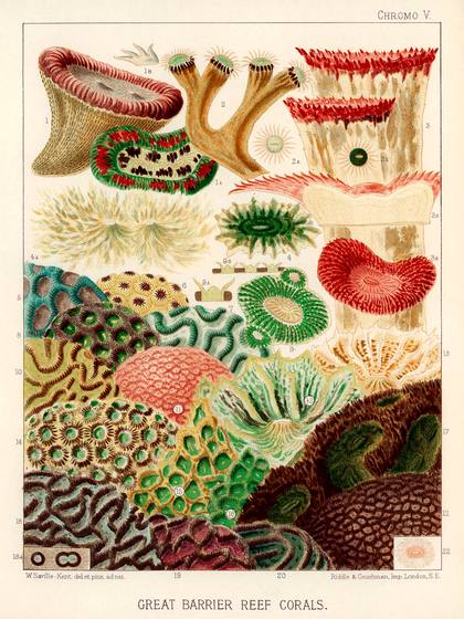 Coral