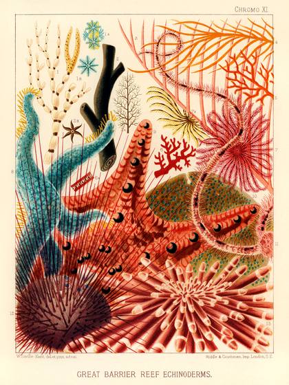 Echinoderms