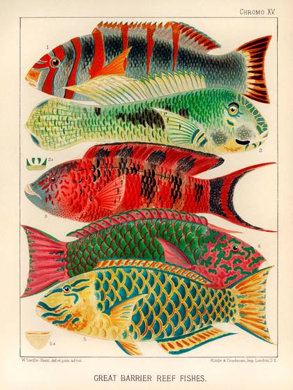 Parrot Fishes