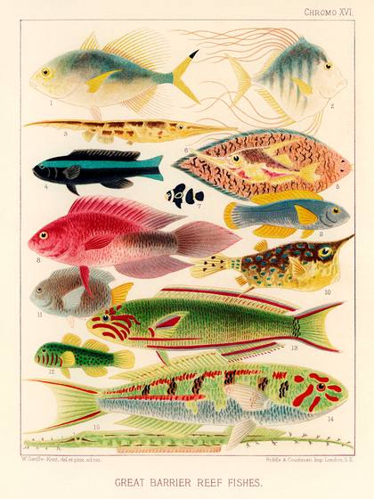 Tropical Fishes