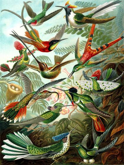 Ernst Haeckel Trochilidae