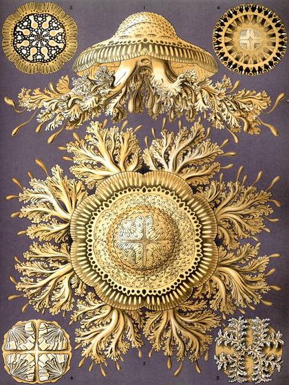 Ernst Haeckel Discomedusae