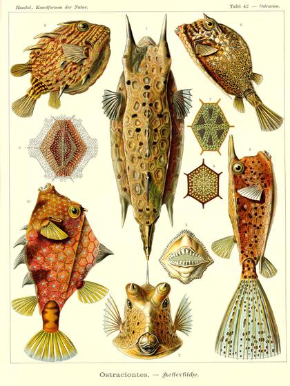 Ernst Haeckel Ostraciontes