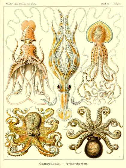 Ernst Haeckel Gamochonia
