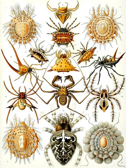 Ernst Haeckel Arachnida