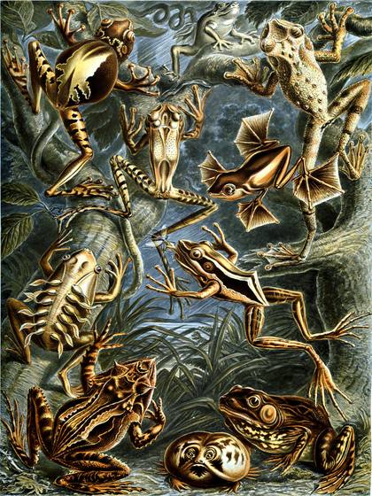 Ernst Haeckel Batrachia