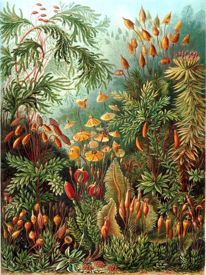 Ernst Haeckel Muscinae