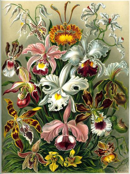 Ernst Haeckel Orchidae