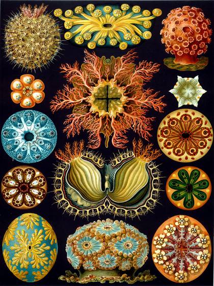 Ernst Haeckel Ascidiae