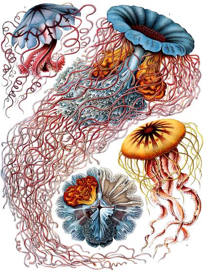 Ernst Haeckel Discomedusae
