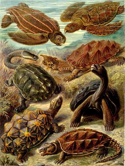 Ernst Haeckel Chelonia