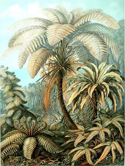 Ernst Haeckel Filicinae