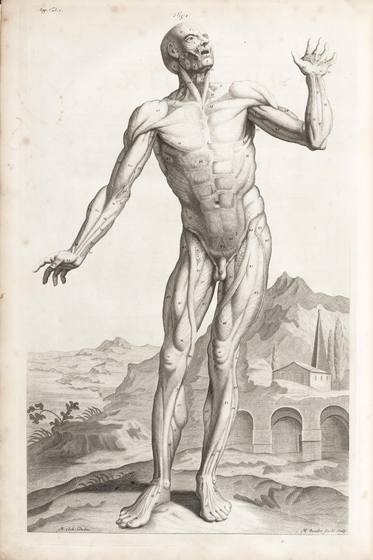 Vintage Anatomy Print No. 12