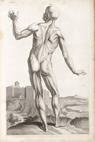 Antique Anatomy Print No. 13
