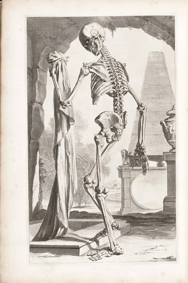 Vintage Anatomy Print No. 104