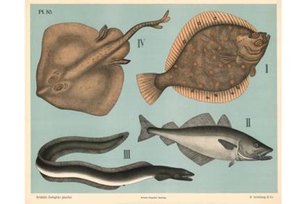 Antique Soft-Finned Fishes Plate