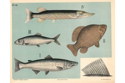 Antique Soft-Finned Fishes Plate II