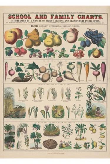 Antique Vegetables Chart